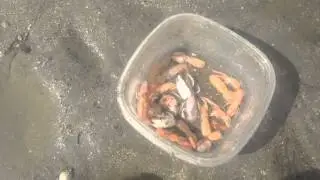 How to catch Ghost Shrimp (sand shrimp) - Surf fishing
