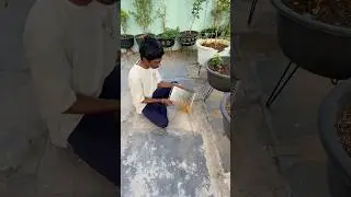 How to grow coriander in summer 🪴
