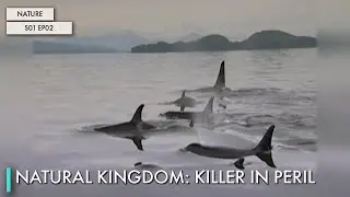 Natural Kingdom: Killer in Peril
