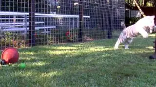 White Tiger Attacks Trainer