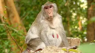 Very lovely monkey Jane sitting so silent, Pregnancy monkey