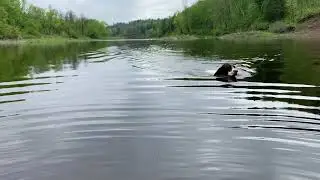 A tiny springer spaniel swims her way across a Northern Minnesota river.