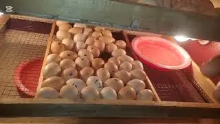 Day 5 of hatching eggs of chicks