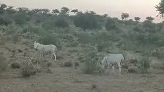 Donkey Life in Desert. #donkeykong