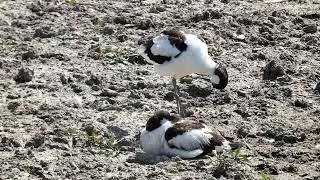 2 jonge kluten (waarvan 1 gehandicapt)