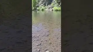 Slow Motion fighting a creek small mouth bass on 7lb Sunline! #ownerhooks #sunline #daiwa #megabass