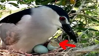 Black crowned bird removes eggshell when hatched#birds