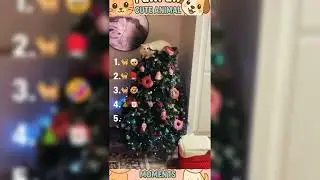 Ranking CUTE AND FUNNY CAT MOMENTS 🥹😻😻🌚#cat    #cats  #cute         #rankingvideo