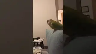 Green cheek conure screaming