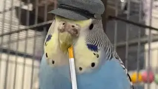 Kris  ka dance dehkega 
