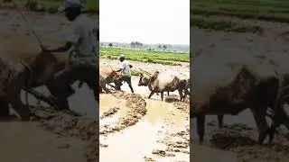 OX HERO IN FIELD Bullock Cart power #shorts