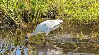 Juvenile Wood Stork has Feathered Head, Black Face & Cream Beak in Sweetwater Creek Solary Park!