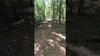 When Mini Schnauzers Hit the Trails | #dogshorts #minischnauzer #doghiking #outdoordogs #cutedog