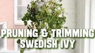Trimming & Pruning Swedish Ivy - How To Care For Your Plant - Tutorial Video