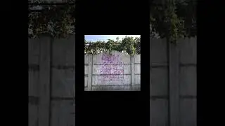 The S.H.A.Q. - Fuck you all