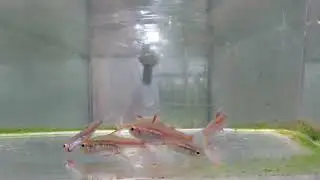 glowlight tetra