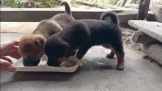adopsi anak anjing 1 Minggu dari lahir, sebelum bisa melihat, induk nya mati kesenggol mobil