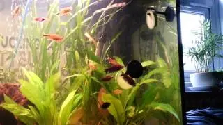 Black emperor tetras enjoying cucumber