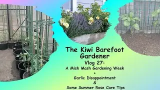 A Mish Mash Gardening Week + Garlic Disappointment & Some Summer Rose Care Tips Vlog 27