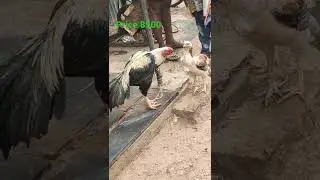 parla jathi kollu #short video