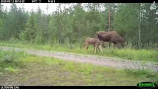 Blinkskudd fra Hedmark