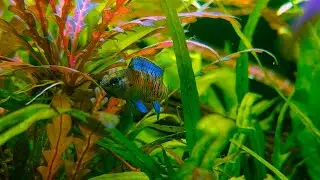 Badis Badis feeding baby brine shrimp in 180l Jungle Aquascape