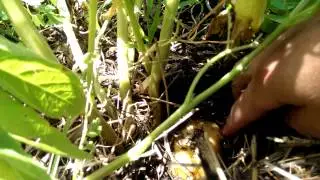 Potato Bin Teaser