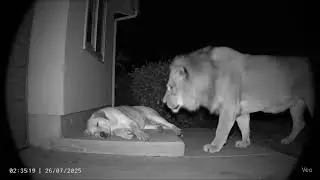 #TigerVsDog  #WildEncounter  #AnimalFight  