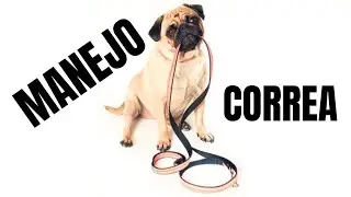 Mi Manejo de CORREA