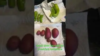 Shishitos, Clancy seed potatoes, Cubanelle peppers, Everglades/indigo rose Tom&rsquo;s
