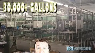 Massive Tropical Fish Wholesaler 700+ Aquariums