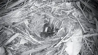 Giant Snake Quietly Eats Up Sleeping Baby Bird While Parents Disappear at Night (end) EP75