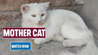 Mother Cat | Mom Cat Playing With Her Kittens