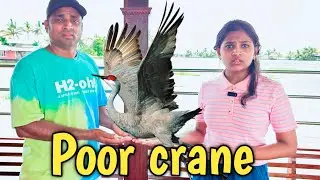 Poor crane in boat house 🏠 | comedy video | funny video | Prabhu sarala lifestyle