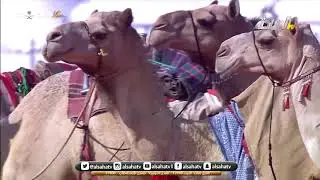 جانب من عروض المنقيات في فئة الأصايل فرديات محليات دق و جل و مهجنات   جل    مزاين الإبل