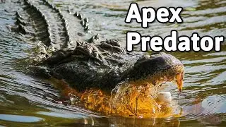 Olympic Rowing vs Apex Crocodiles: Why the Fitzroy River is a Deadly Mistake