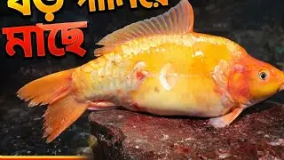 🔴 Live Fish Cutting ASMR | Fresh Seafood Processing from Market | For USA & Europe Viewers
