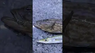 Sarı Turna + Z&uuml;ber #fishing#antalya#balık#at&ccedil;ek#viral#keşfet#balıkavı