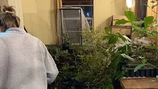Historic Freeze Aftermath Live Update Florida Farming Fruit Trees