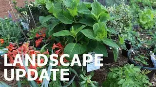 Weekly Landscape Update - BIG PROGRESS and New Plants