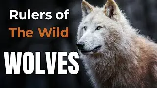 Wolves: Rulers of the Wild | Wildlife Documentary | 4K animal documentary