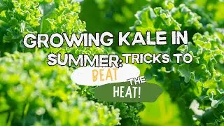 Growing Kale in Summer: Tricks to Beat the Heat!