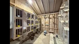 E.B Loft Racing Pigeons is live!