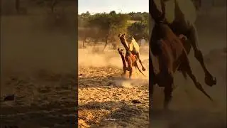 Amazing Camels Behavior at Meeting|Thari Camel|