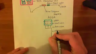 The Macrolide Antibiotics Part 1