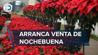 Arranca venta de nochebuenas en CdMx; productores esperan mejorar ventas este año