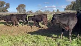 ANGUS X HEIFERS