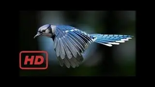 The Incredible Science Behind Flight - Documentary
