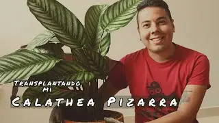 CALATHEA COMPACT STAR – TRASPLANTE, RIEGO e ILUMINACIÓN - Muy FÁCIL de Cuidar - PLANTA GIGANTE 😱