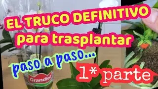 🌱 EL TRUCO DEFINITIVO PARA TRASPLANTAR🪴, paso a paso.......1° PARTE